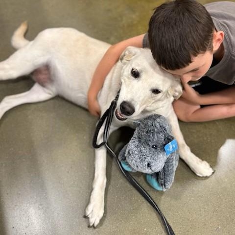 Enlarge Elliott, an adopted mixed breed in Unionville, CT image 5/6