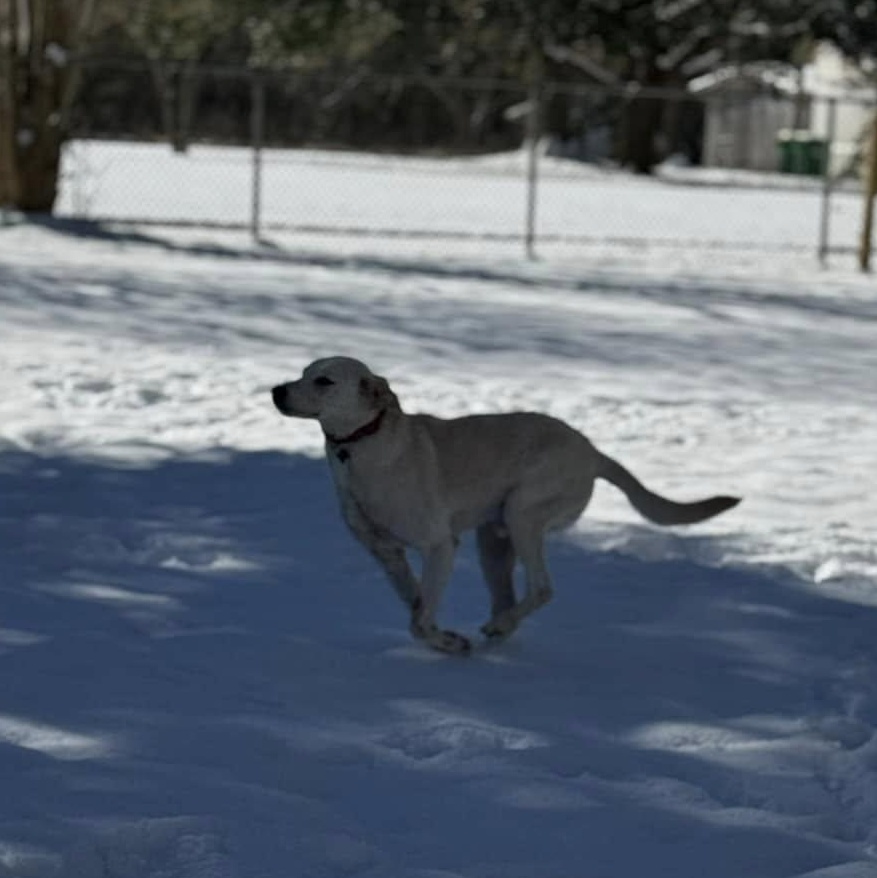 Enlarge Elliott, an adopted mixed breed in Unionville, CT image 6/6