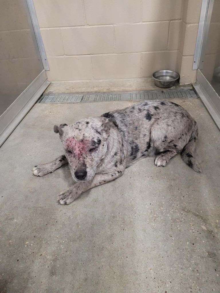 Lexi, Adoptable, Adult Female Cattle Dog.