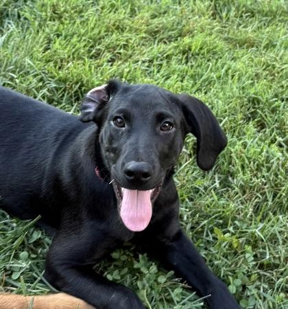 Enlarge Raven, a Adoptable mixed breed in Wilkesboro, NC image 1/3