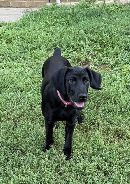 Enlarge Raven, a Adoptable mixed breed in Wilkesboro, NC image 3/3