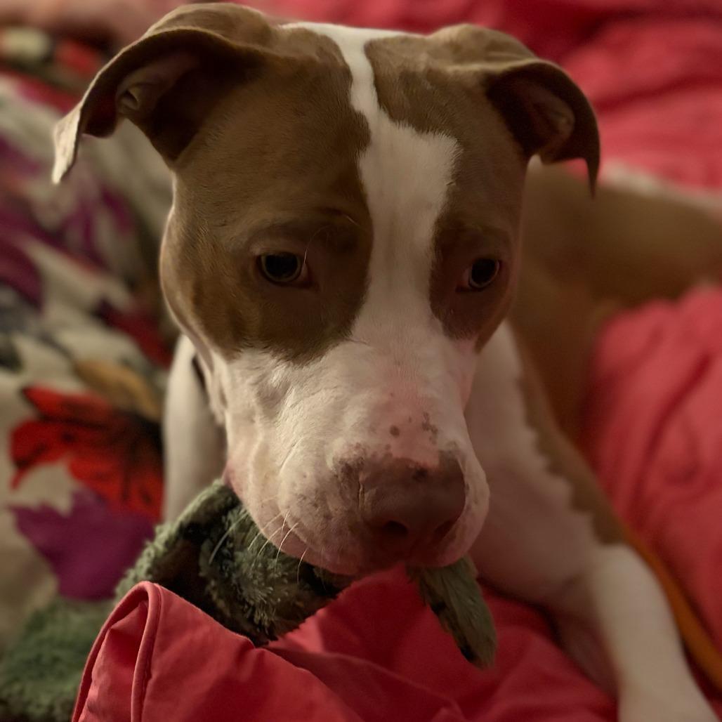 Enlarge Flora (In foster), a Adoptable Pit Bull Terrier in Vineland, NJ image 1/4