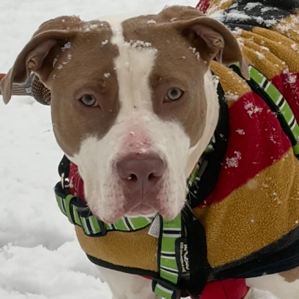 Enlarge Flora (In foster), a Adoptable Pit Bull Terrier in Vineland, NJ image 2/4