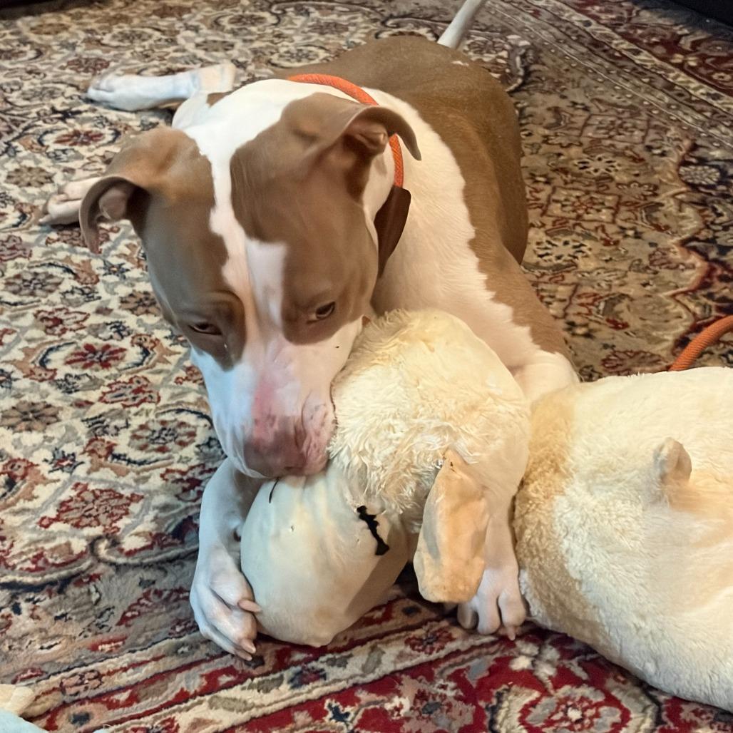 Enlarge Flora (In foster), a Adoptable Pit Bull Terrier in Vineland, NJ image 3/4