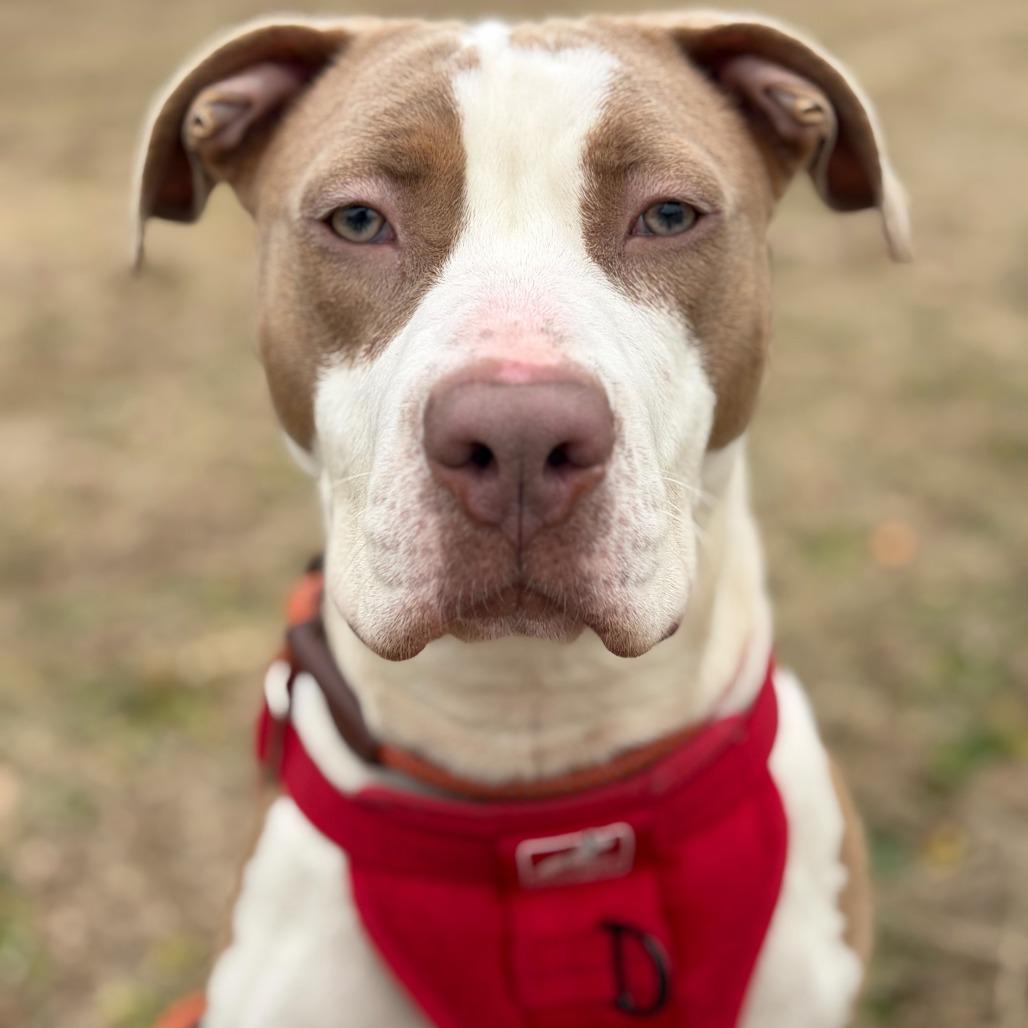 Enlarge Flora (In foster), a Adoptable Pit Bull Terrier in Vineland, NJ image 4/4