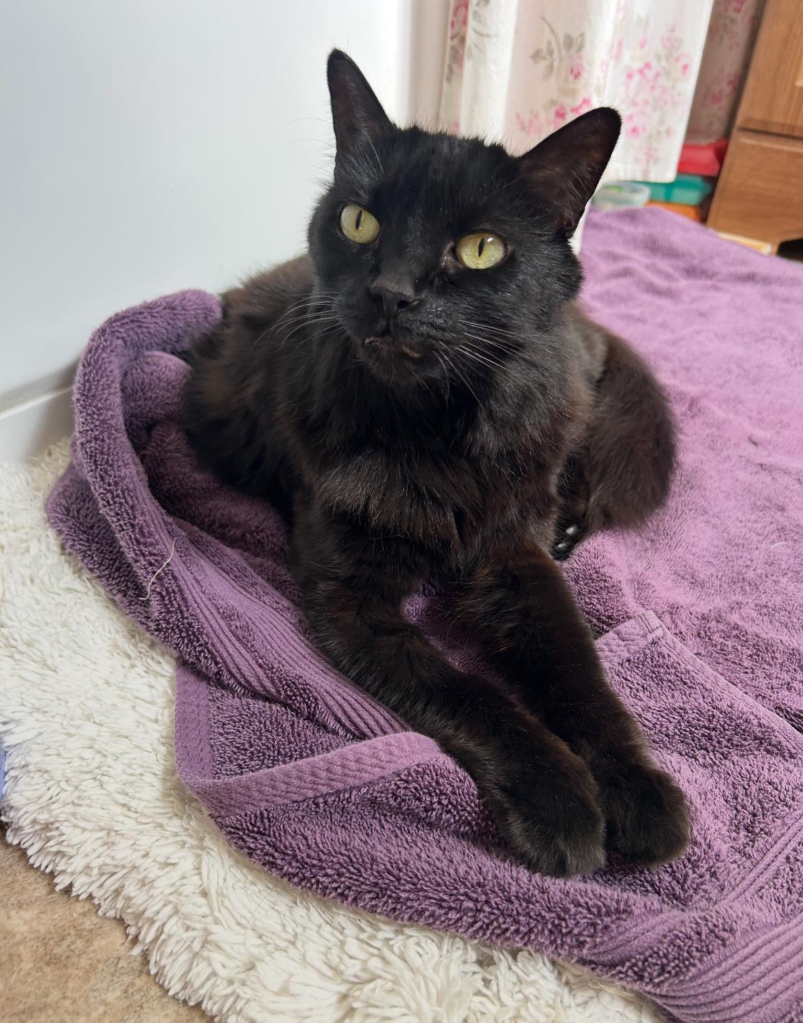 Enlarge Ebony, a Adoptable Domestic Long Hair in Orange, CA image 1/5