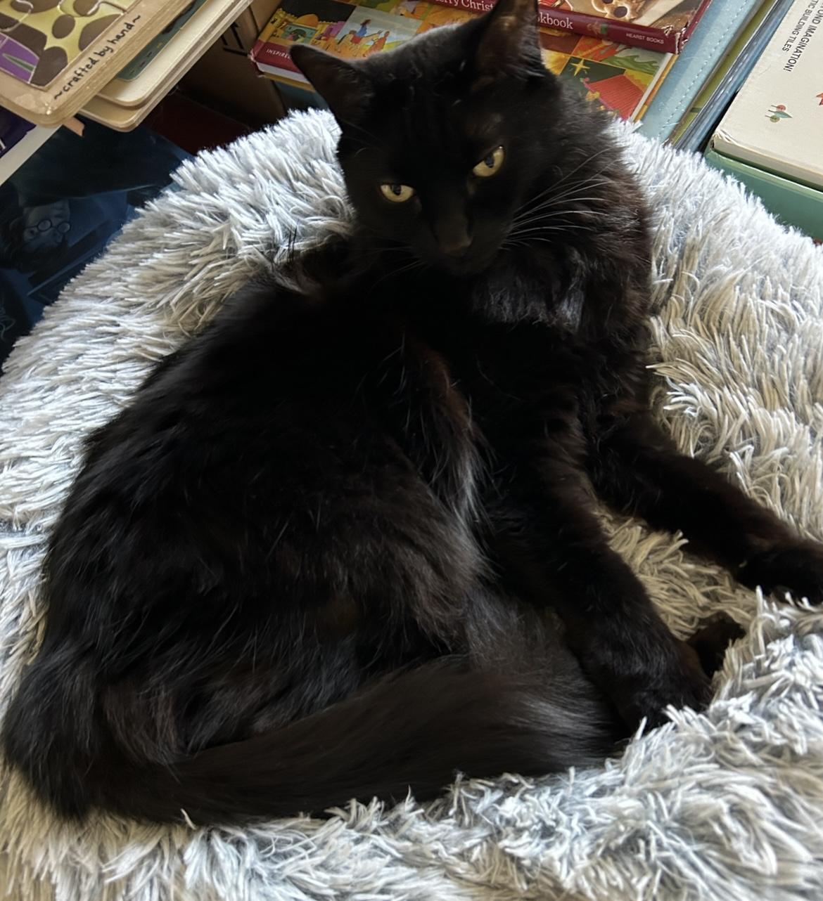 Enlarge Ebony, a Adoptable Domestic Long Hair in Orange, CA image 2/5
