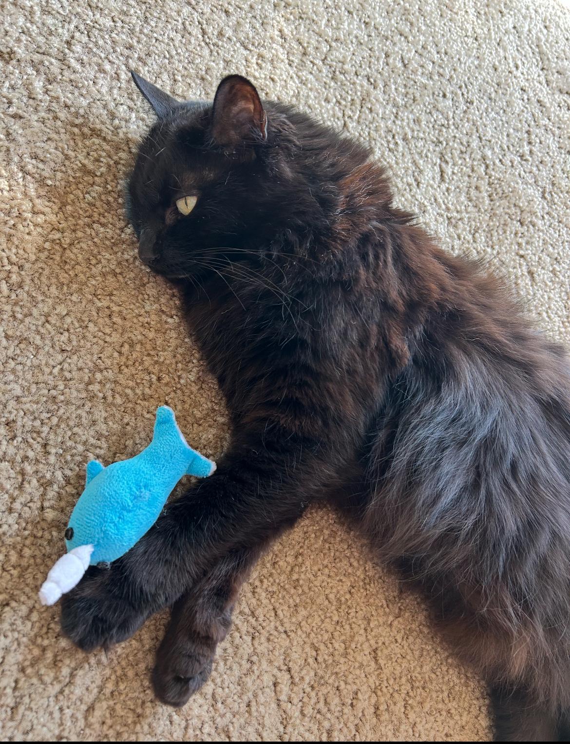 Enlarge Ebony, a Adoptable Domestic Long Hair in Orange, CA image 3/5