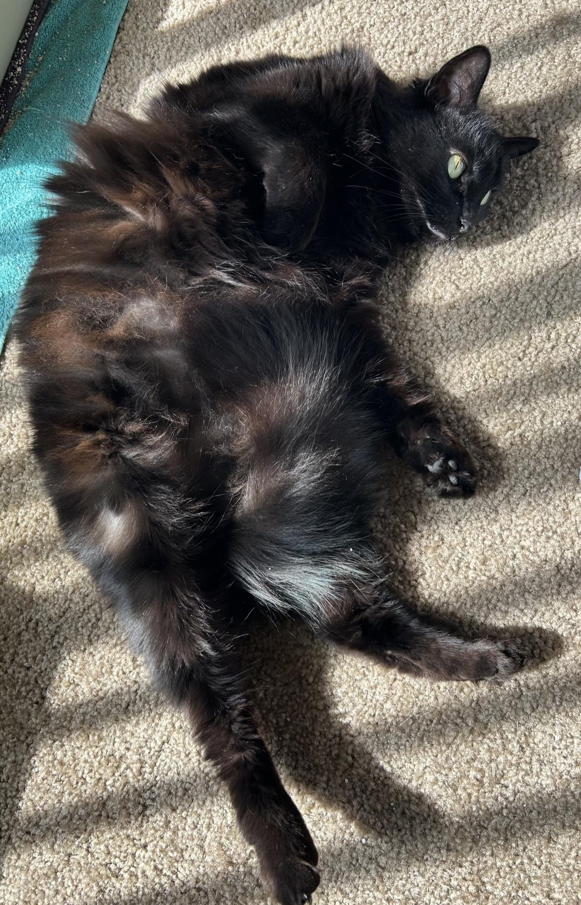 Enlarge Ebony, a Adoptable Domestic Long Hair in Orange, CA image 4/5