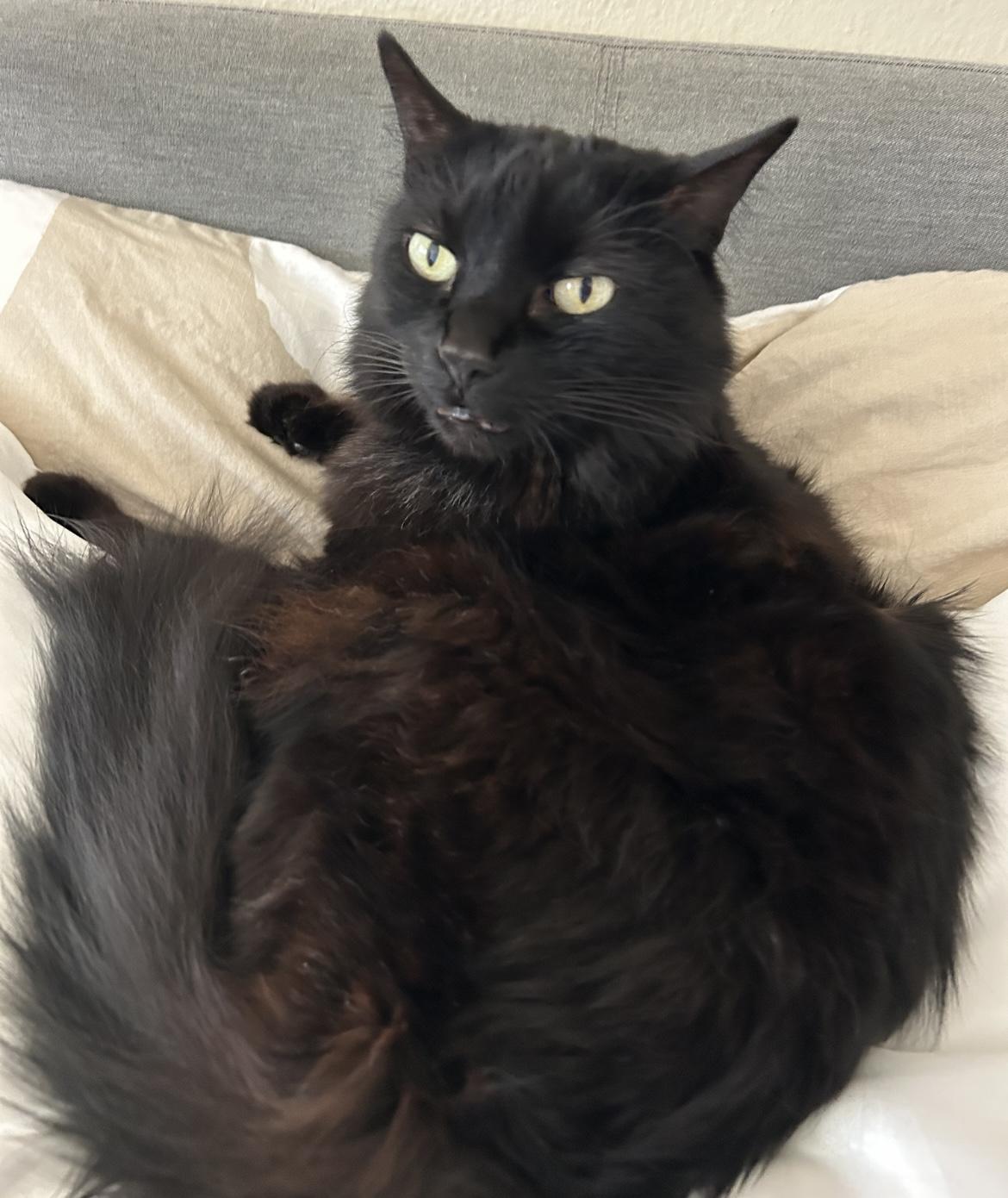Enlarge Ebony, a Adoptable Domestic Long Hair in Orange, CA image 5/5