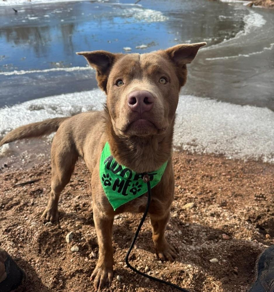 Pubs, Adoptable, Adult Male Pit Bull Terrier & Labrador Retriever.