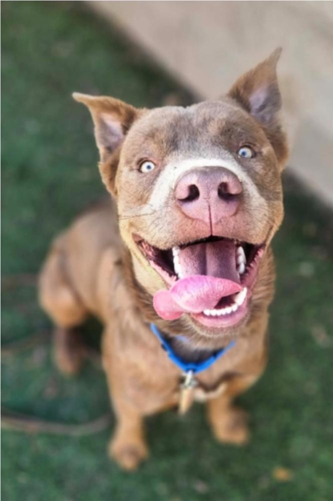 Pubs, a Adoptable mixed breed in Sedalia, CO image 2/6