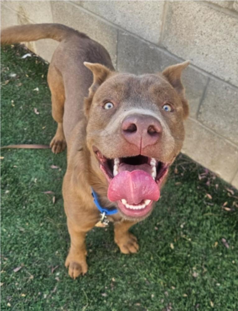 Pubs, a Adoptable mixed breed in Sedalia, CO image 4/6