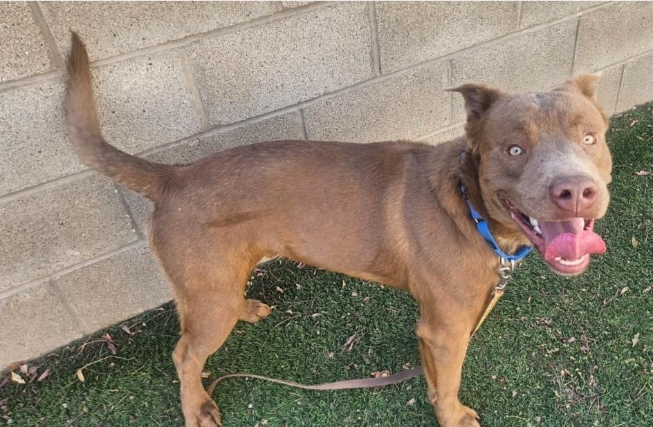 Pubs, a Adoptable mixed breed in Sedalia, CO image 6/6