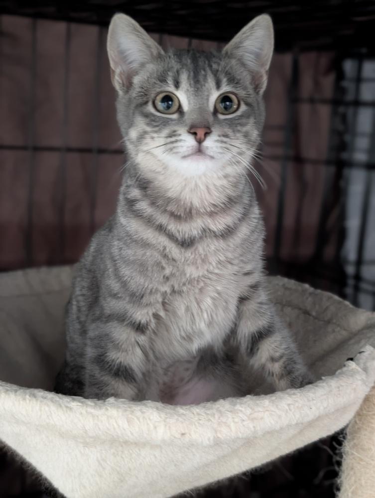 Enlarge Katniss, a Adoptable Domestic Short Hair in Duxbury, MA image 1/1