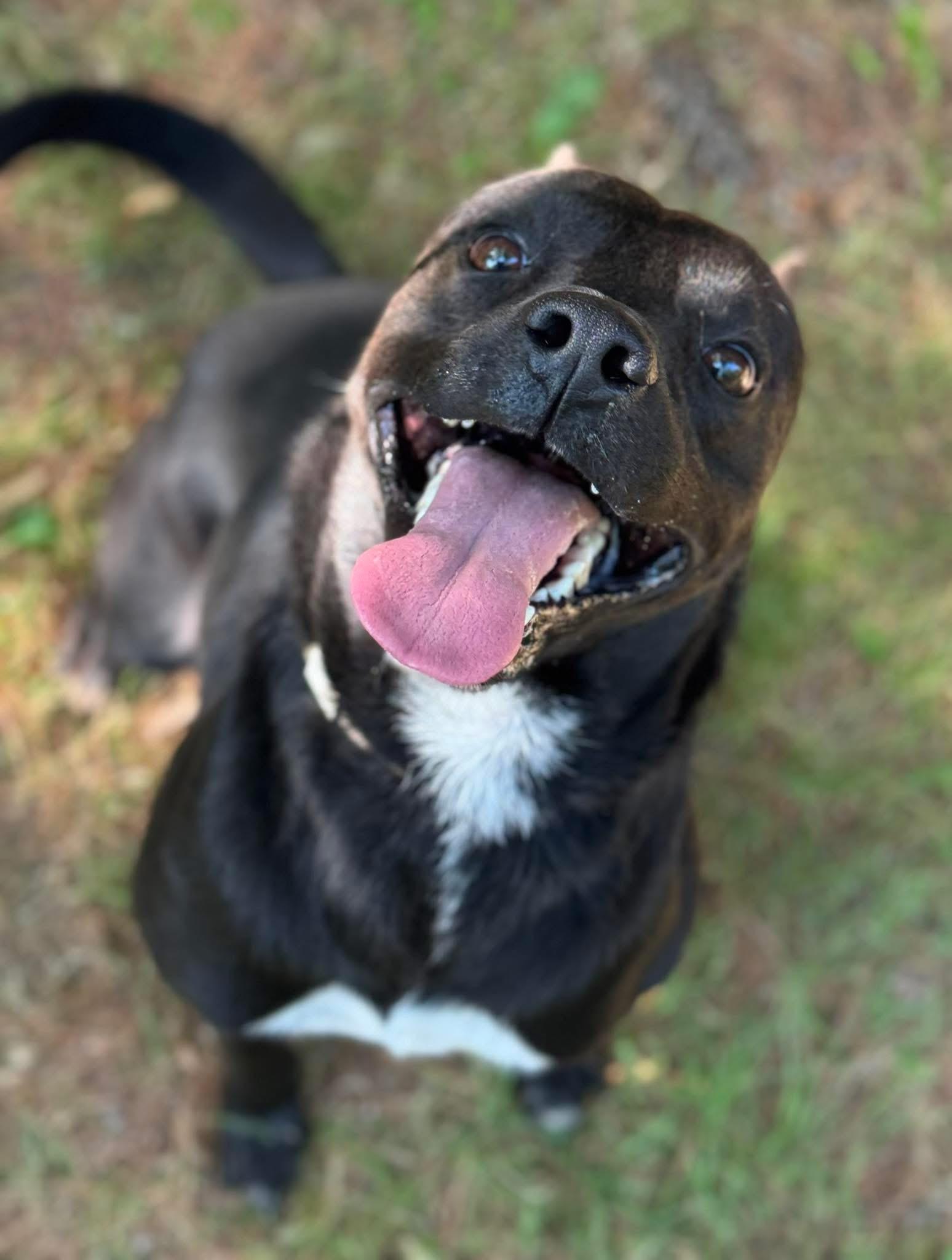 Daffy, ADOPTABLE, Adult Male Mixed Breed.