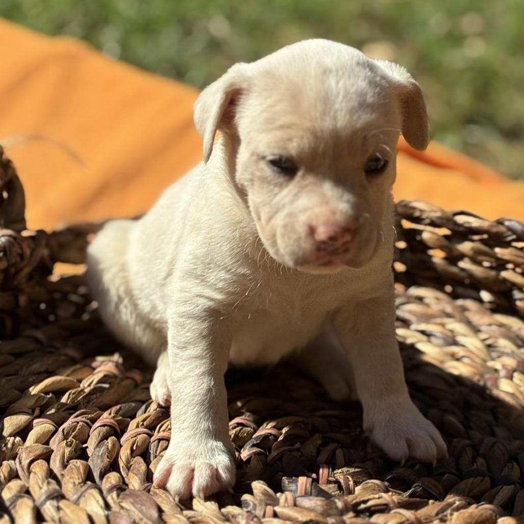 Salem, Adoptable, Puppy Male Retriever.