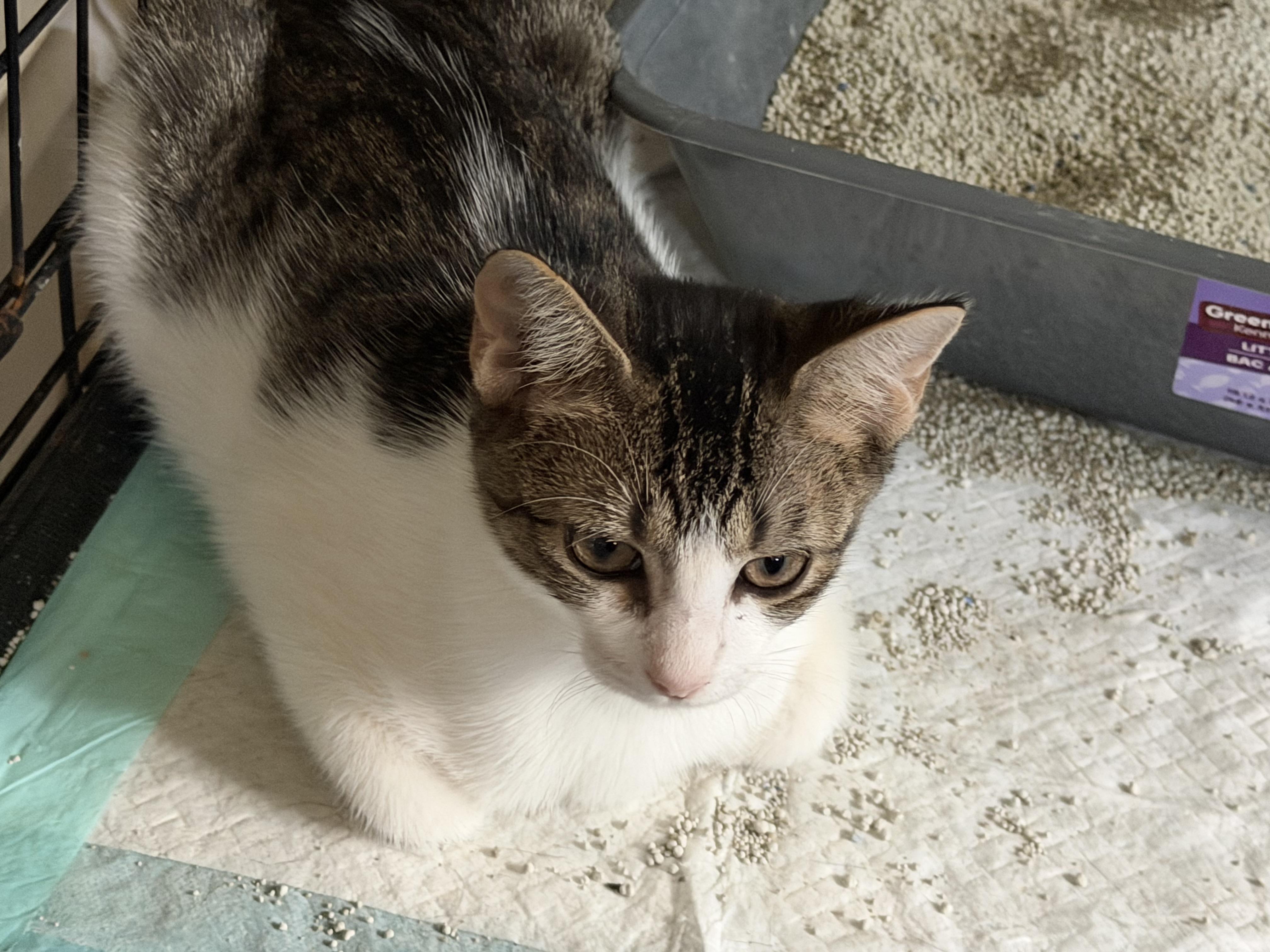 Enlarge Tippy, a Adoptable Domestic Short Hair in Beaumont, TX image 2/4
