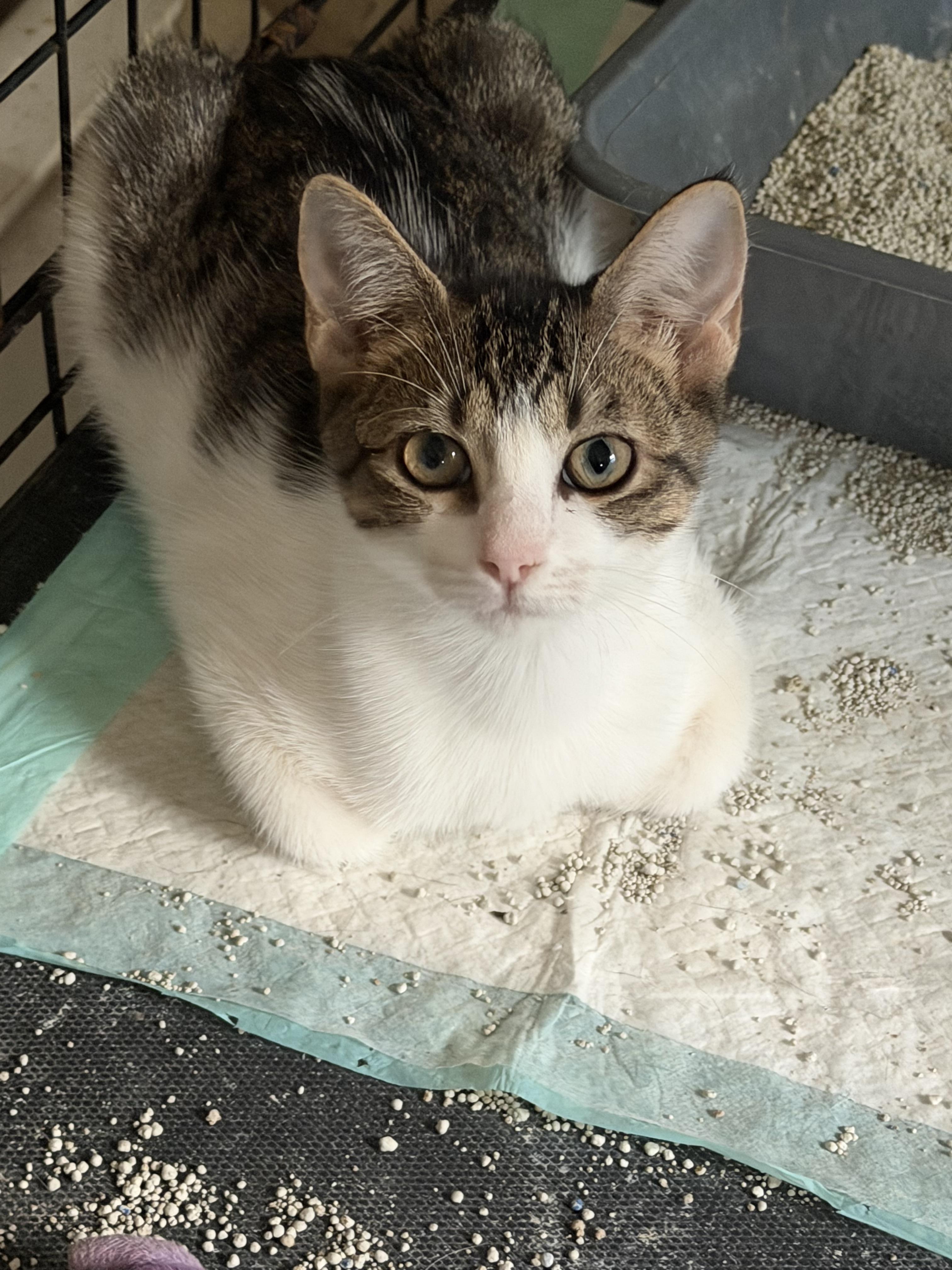 Enlarge Tippy, a Adoptable Domestic Short Hair in Beaumont, TX image 4/4