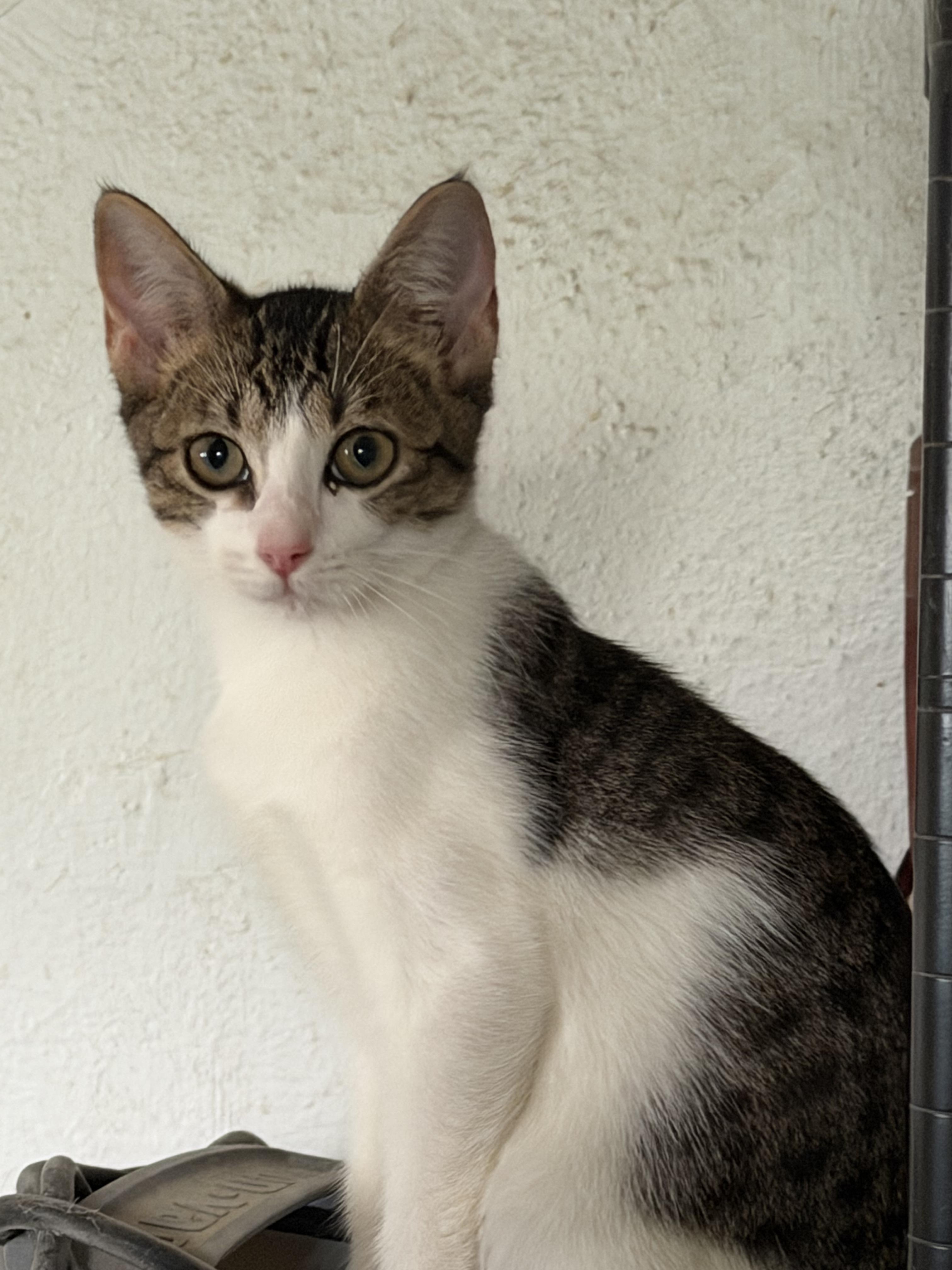 Tippy, Adoptable, Young Female Domestic Short Hair.