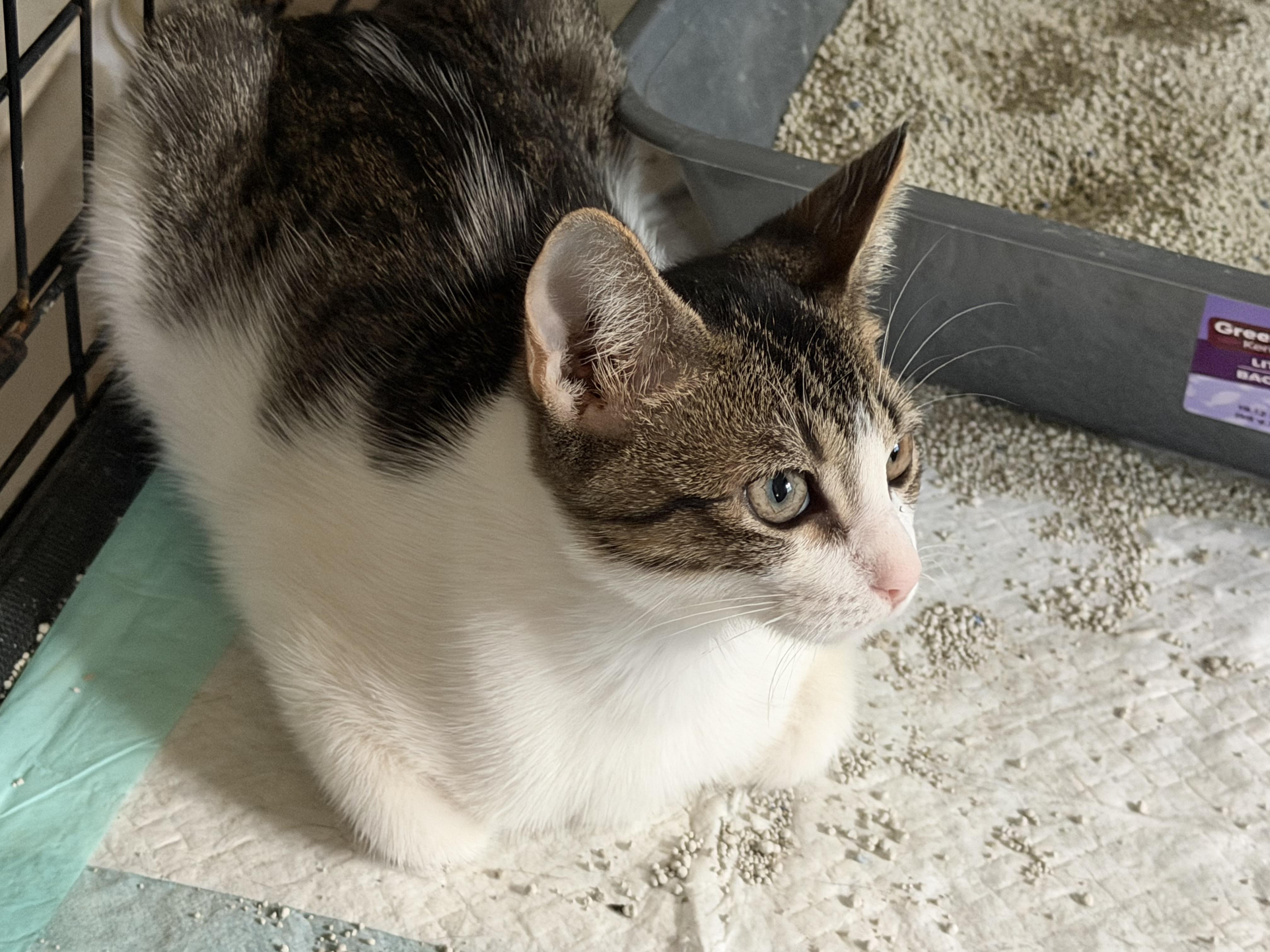Enlarge Tippy, a Adoptable Domestic Short Hair in Beaumont, TX image 3/4