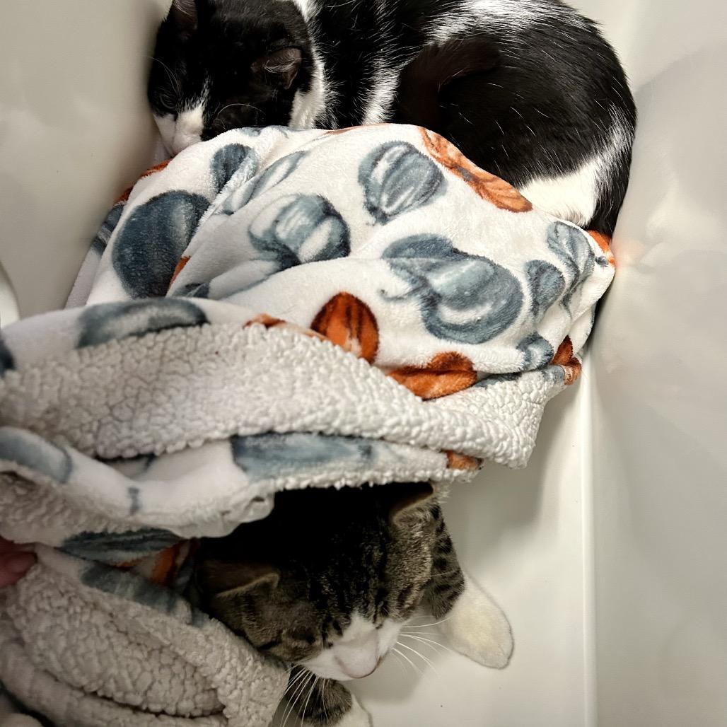 Scampuss, Adoptable, Adult Male Domestic Short Hair & Domestic Short Hair.