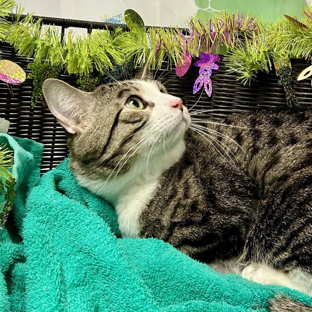 Enlarge Scampuss, a Adoptable mixed breed in Henderson, NV image 1/3