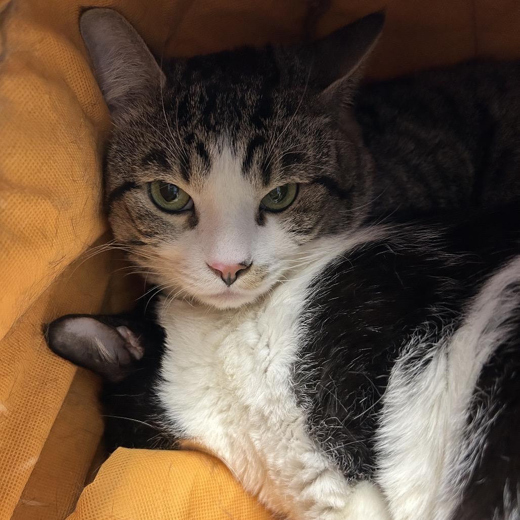 Scampuss, a Adoptable mixed breed in Henderson, NV image 4/6