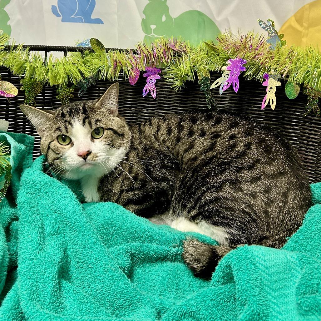 Enlarge Scampuss, a Adoptable mixed breed in Henderson, NV image 3/3