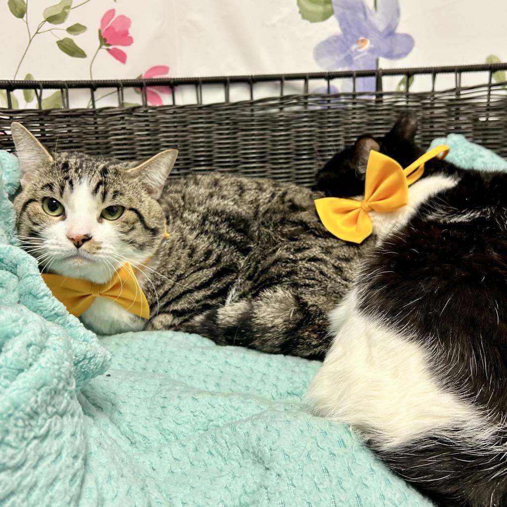 Scampuss, a Adoptable mixed breed in Henderson, NV image 6/6