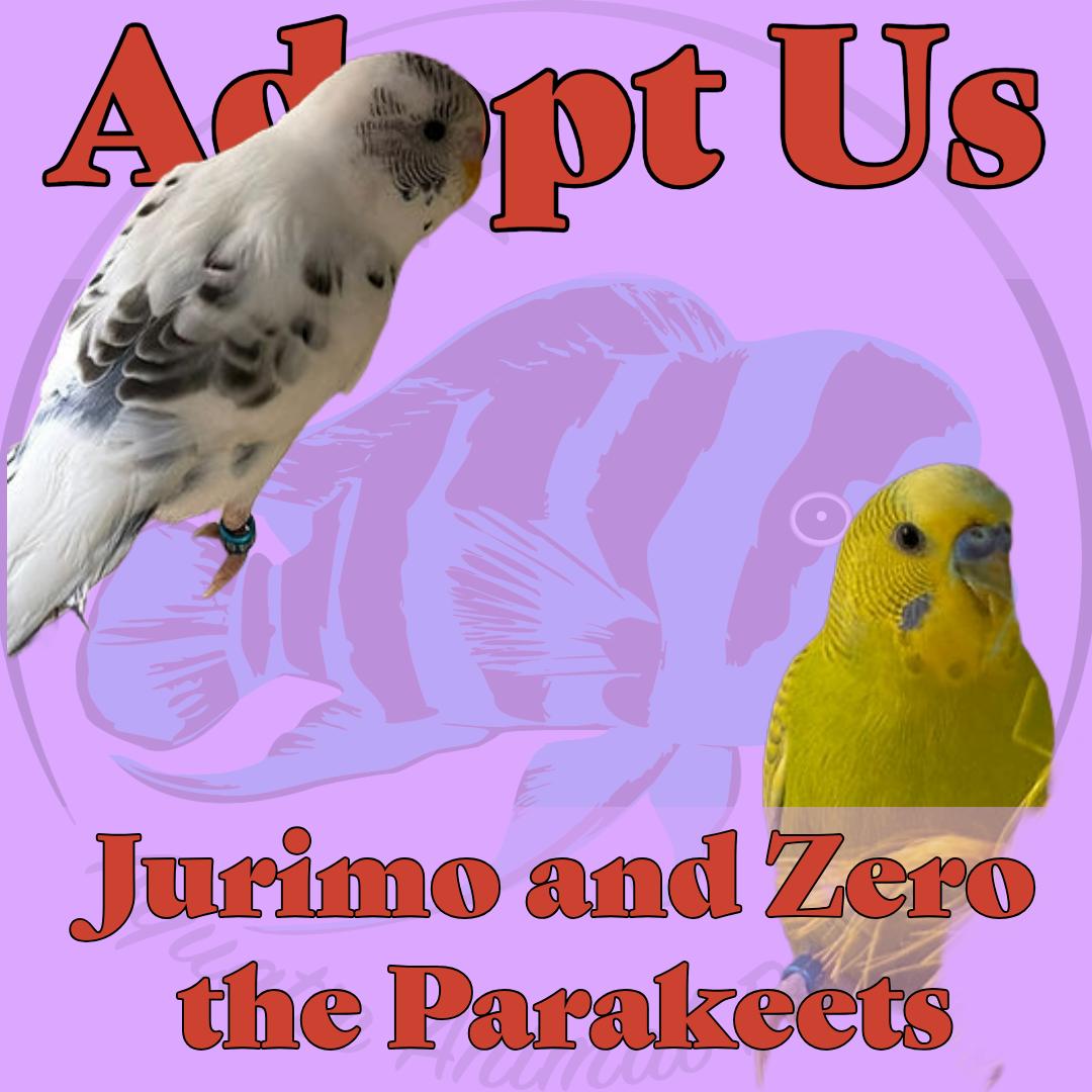 Enlarge Jurimo and Zero the Parakeets, a ADOPTABLE Parakeet (Other) in Neenah, WI image 1/1