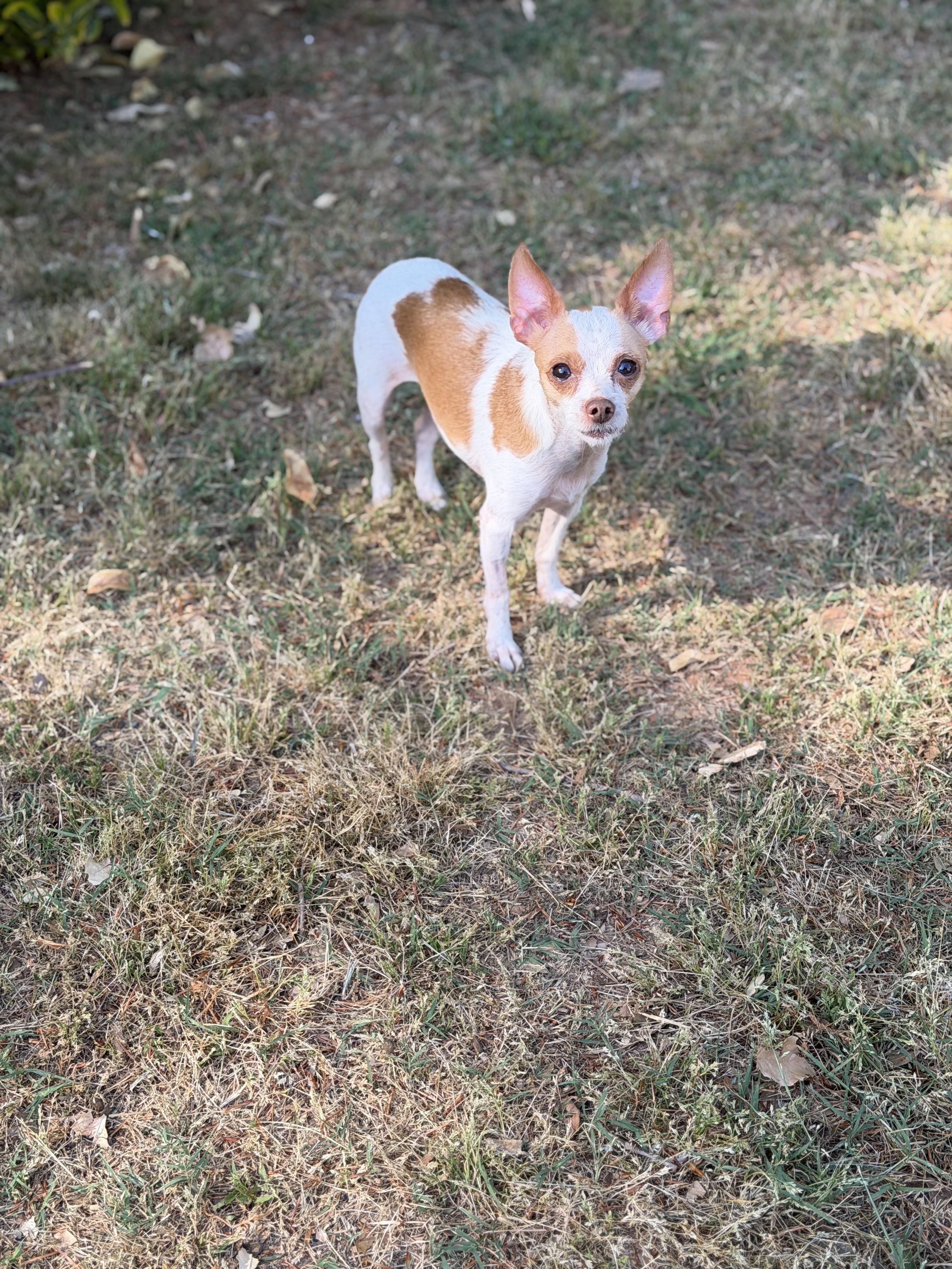 Enlarge JJ, a ADOPTABLE mixed breed in Atlanta, GA image 2/4