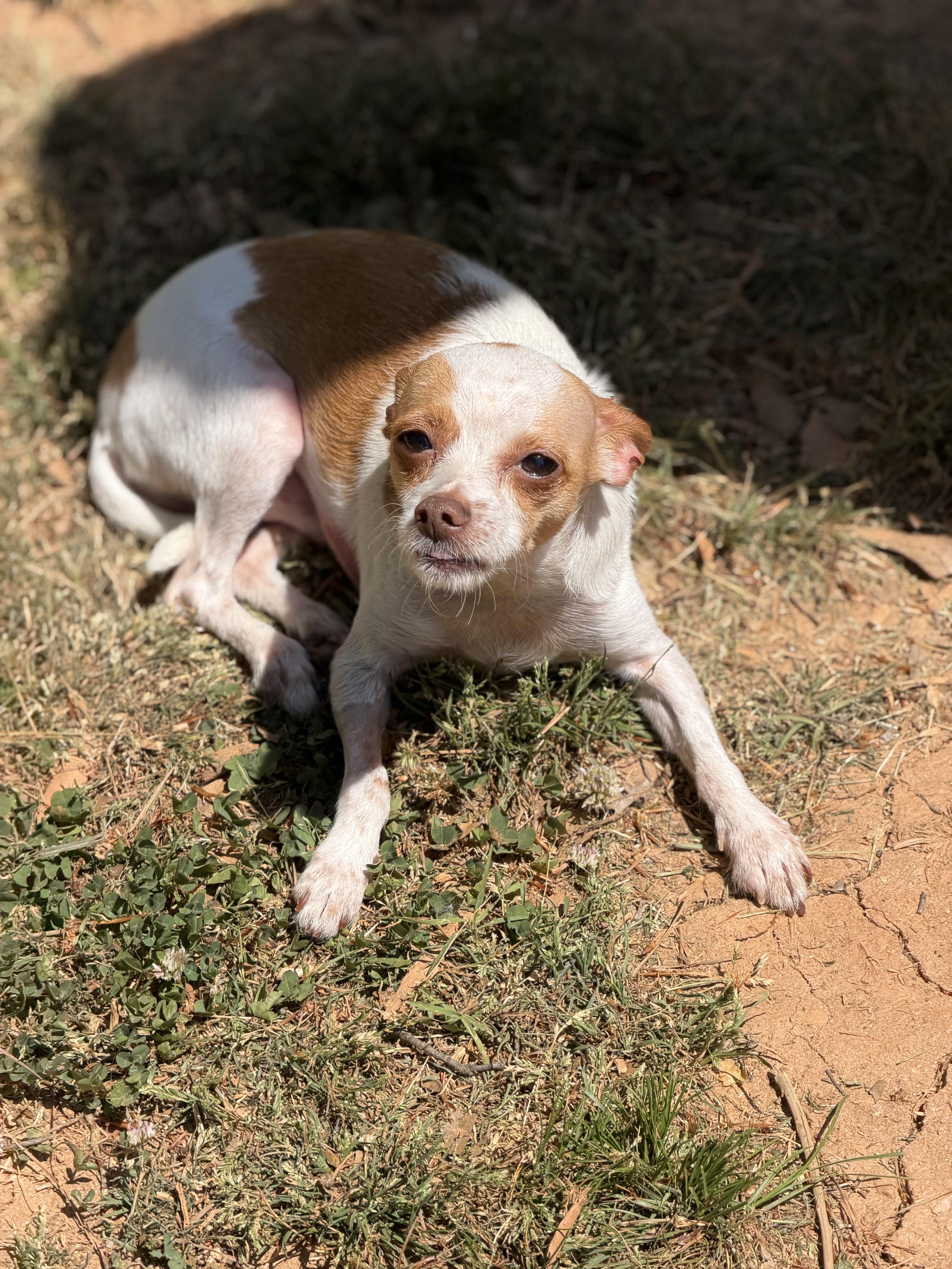 Enlarge JJ, a ADOPTABLE mixed breed in Atlanta, GA image 3/4