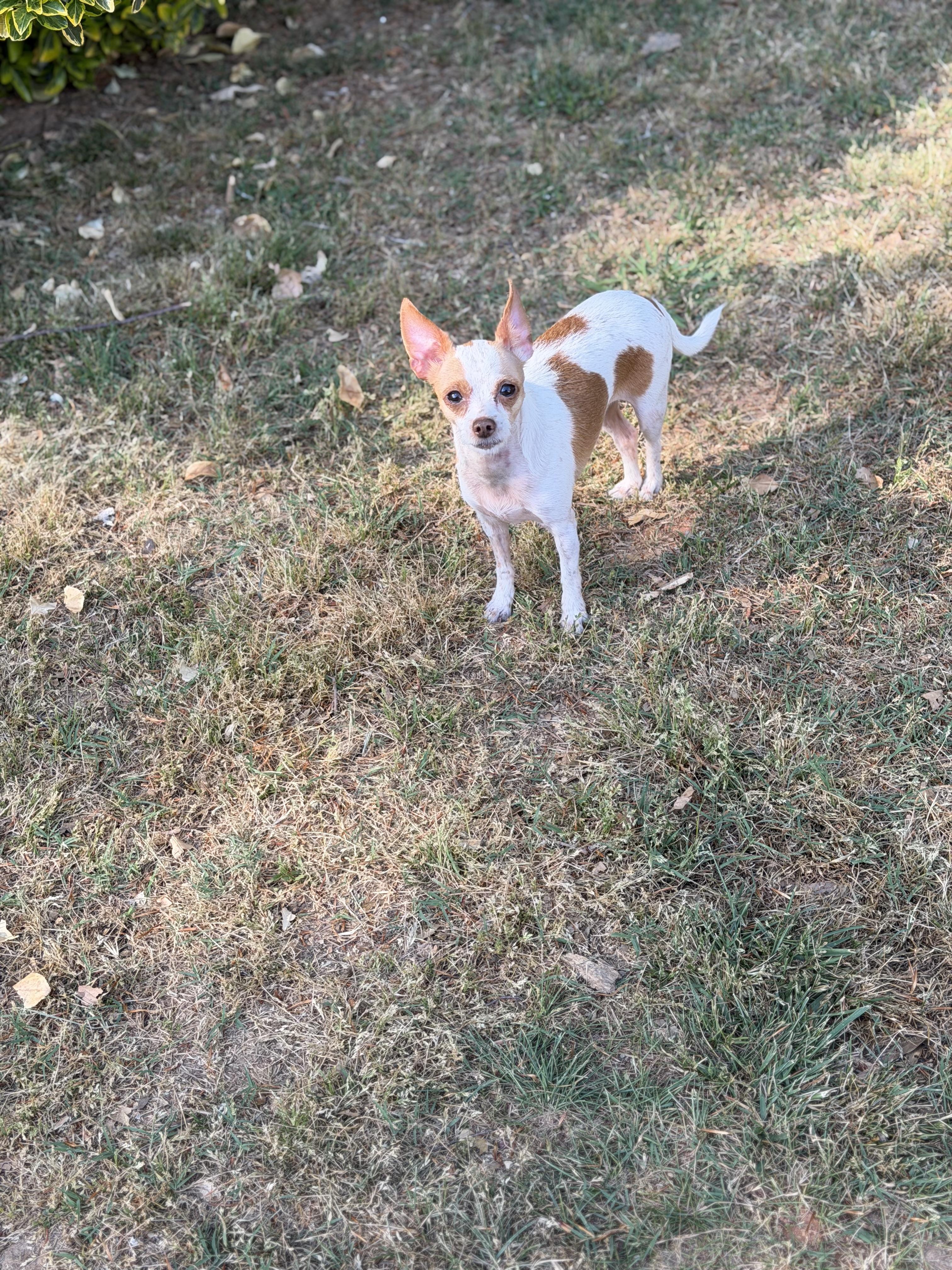 Enlarge JJ, a ADOPTABLE mixed breed in Atlanta, GA image 4/4