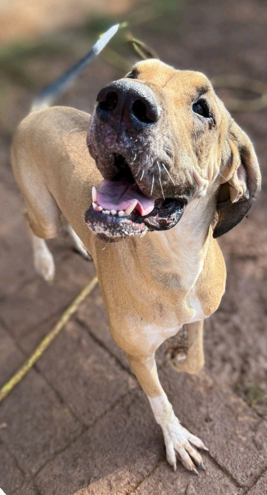 Mouse, Adopted, Adult Female Great Dane.