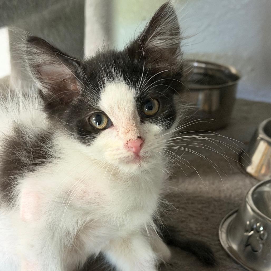 Scissors, a Adoptable Domestic Short Hair in St Joseph, MO image 1/4
