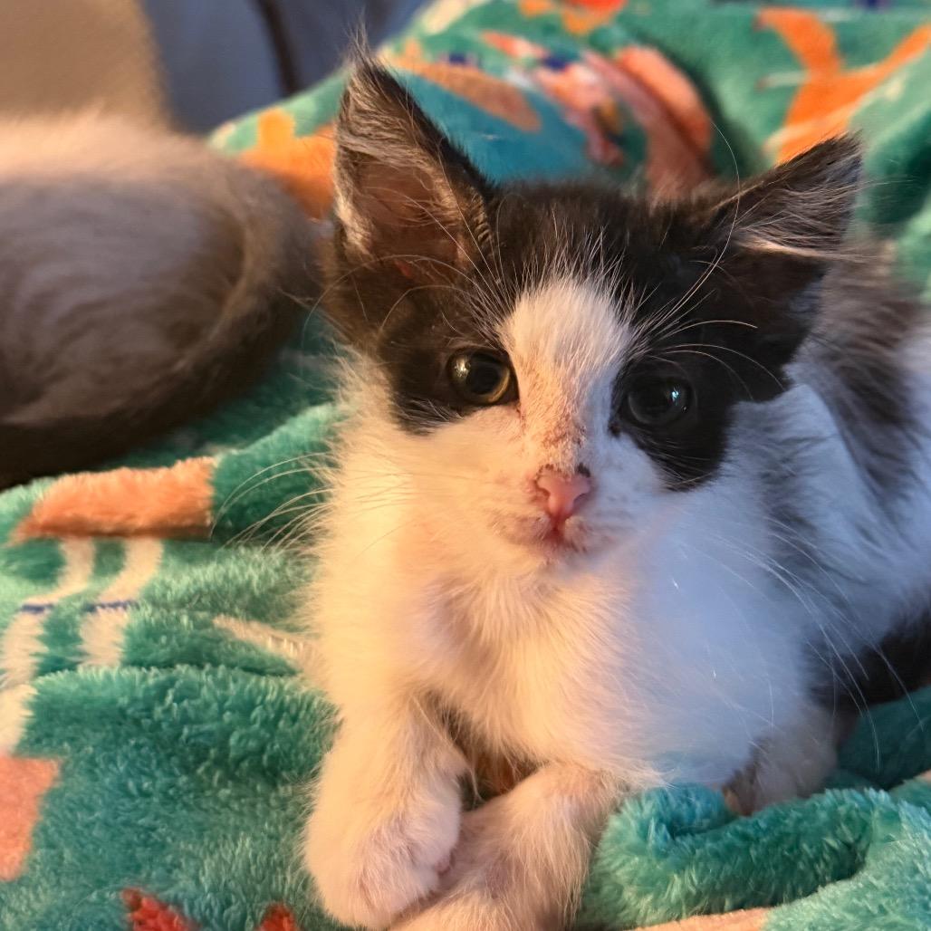 Scissors, a Adoptable Domestic Short Hair in St Joseph, MO image 2/4