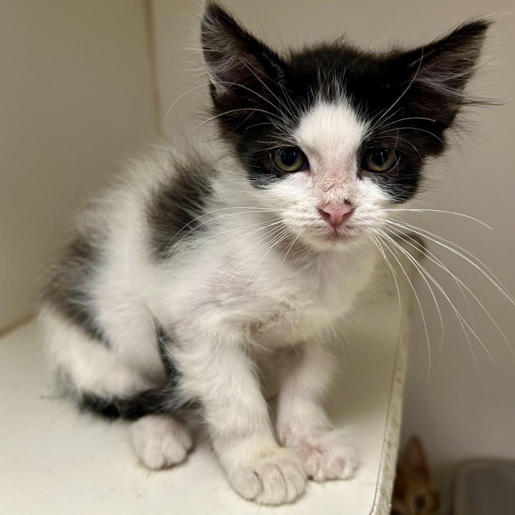 Scissors, a Adoptable Domestic Short Hair in St Joseph, MO image 3/4