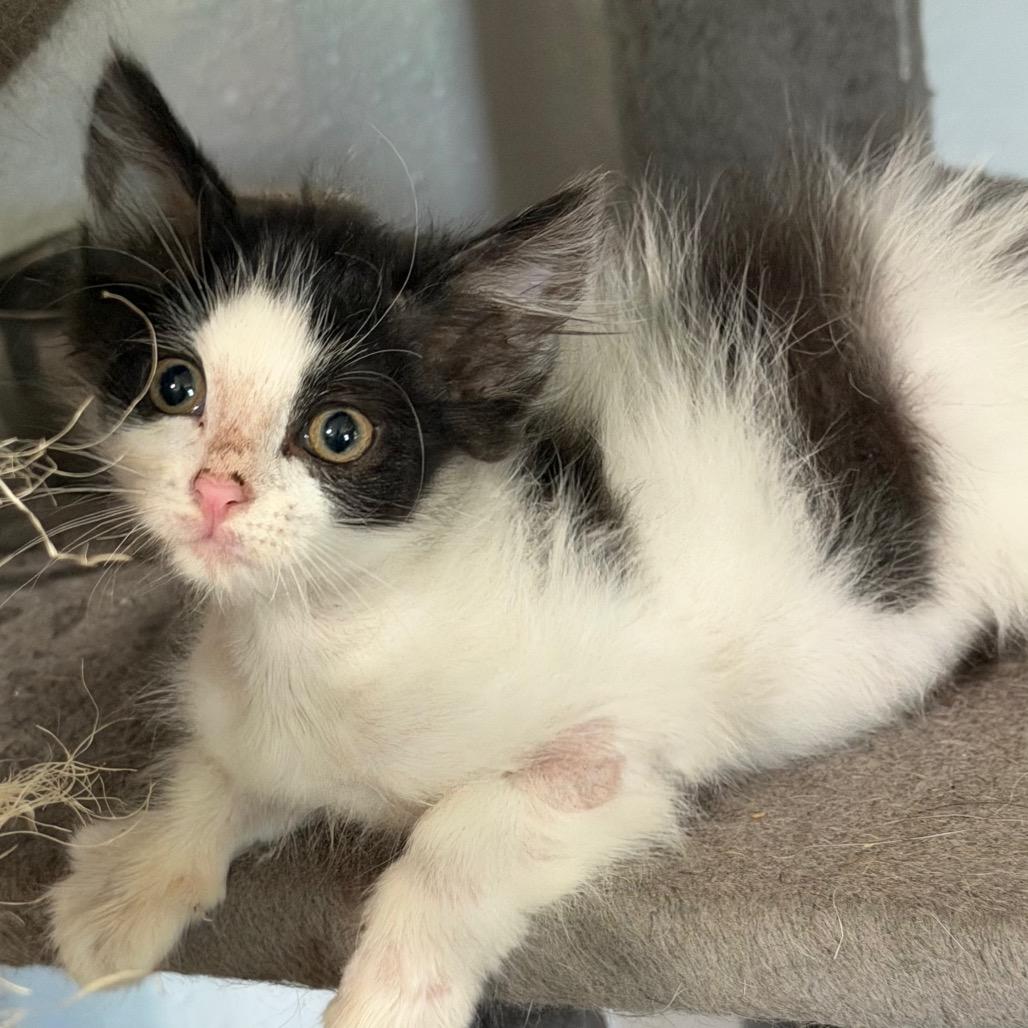Scissors, a Adoptable Domestic Short Hair in St Joseph, MO image 4/4
