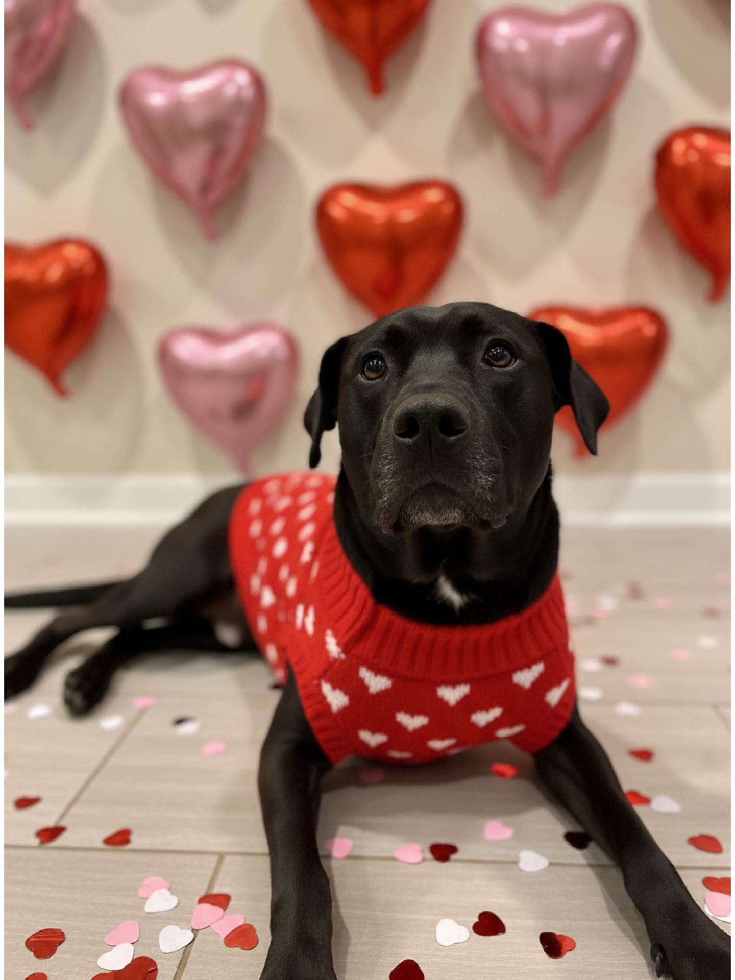 Enlarge Ezra, an adoptable mixed breed in richmond, ME image 1/6