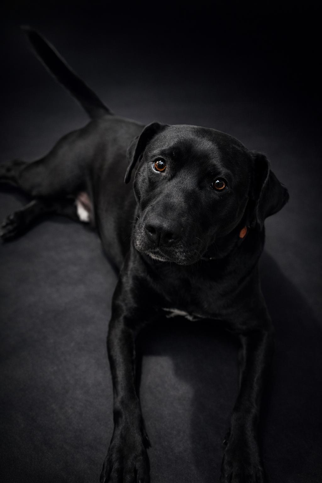 Enlarge Ezra, an adoptable mixed breed in richmond, ME image 4/6