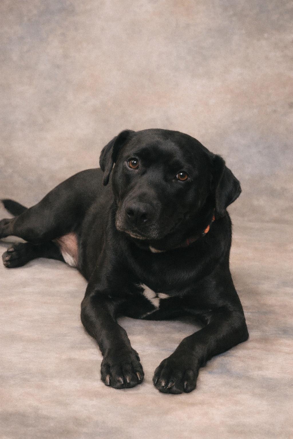 Enlarge Ezra, an adoptable mixed breed in richmond, ME image 6/6