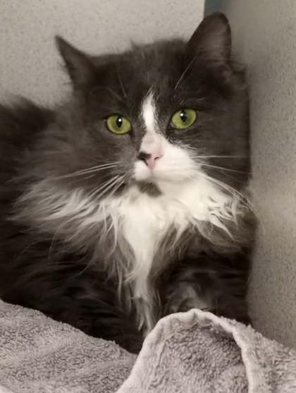 Van, adopted, Kitten Male Domestic Long Hair.