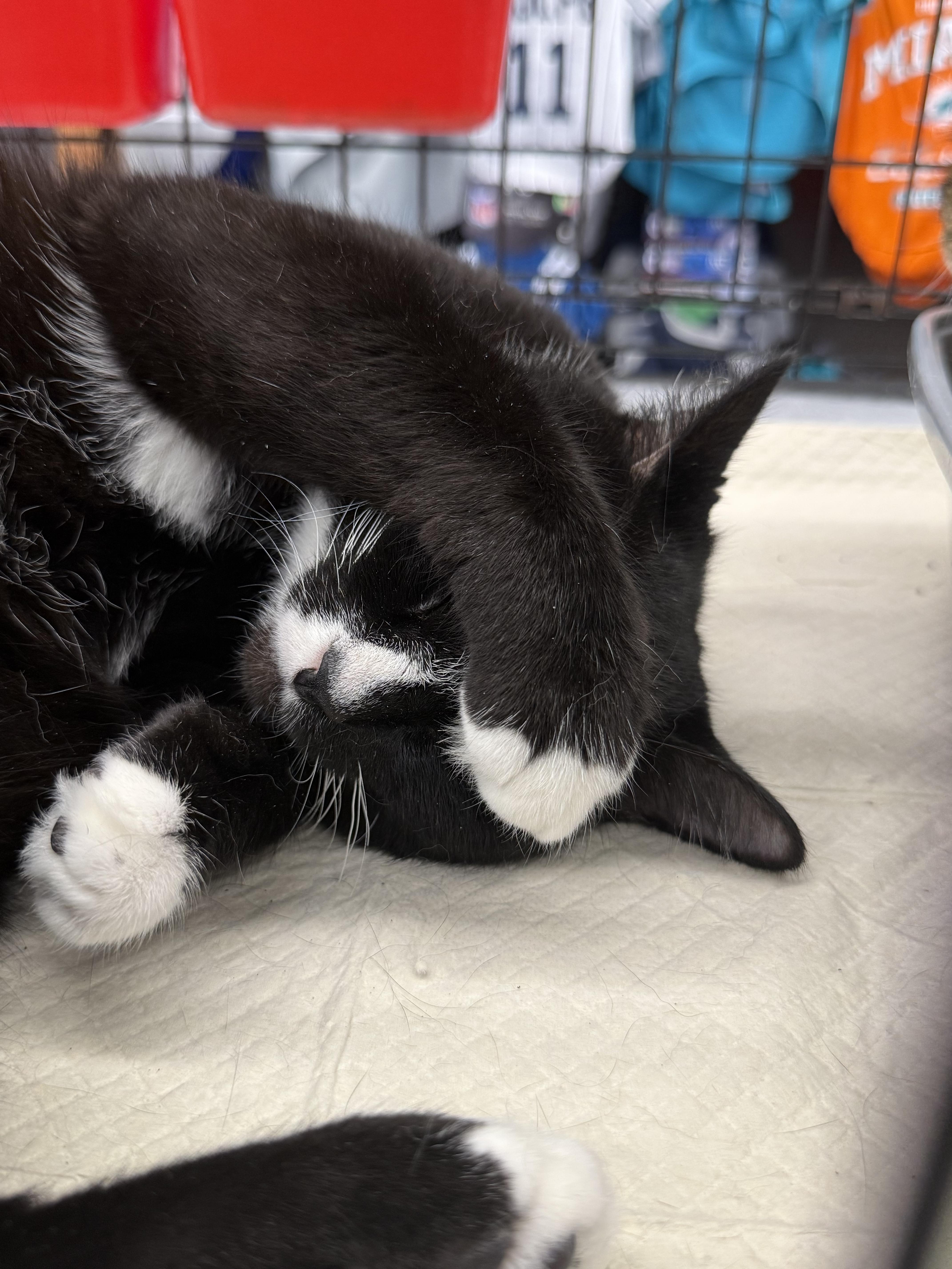 Enlarge Marion, a Adoptable Domestic Short Hair in Intercession city , FL image 3/6
