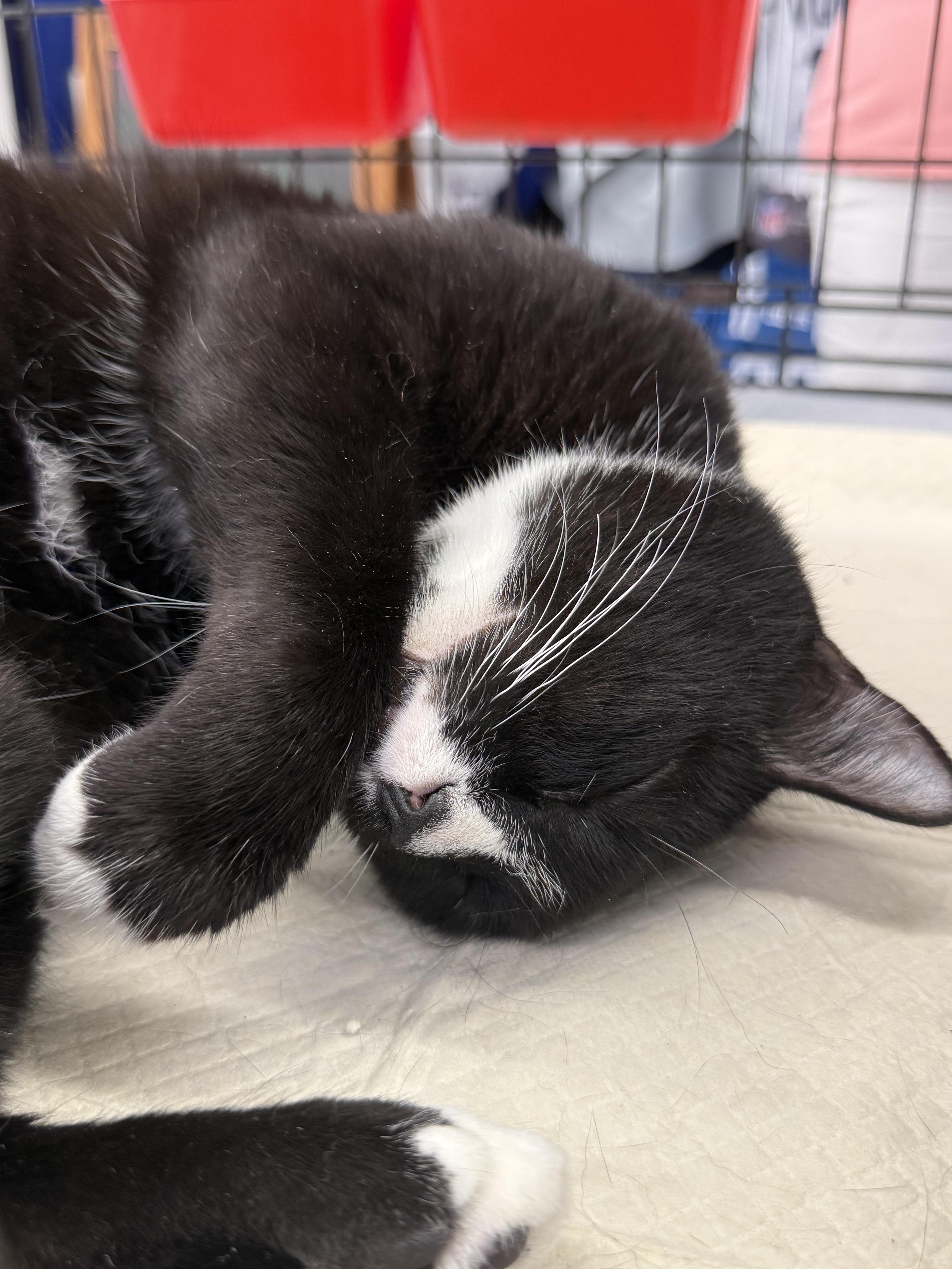 Enlarge Marion, a Adoptable Domestic Short Hair in Intercession city , FL image 6/6