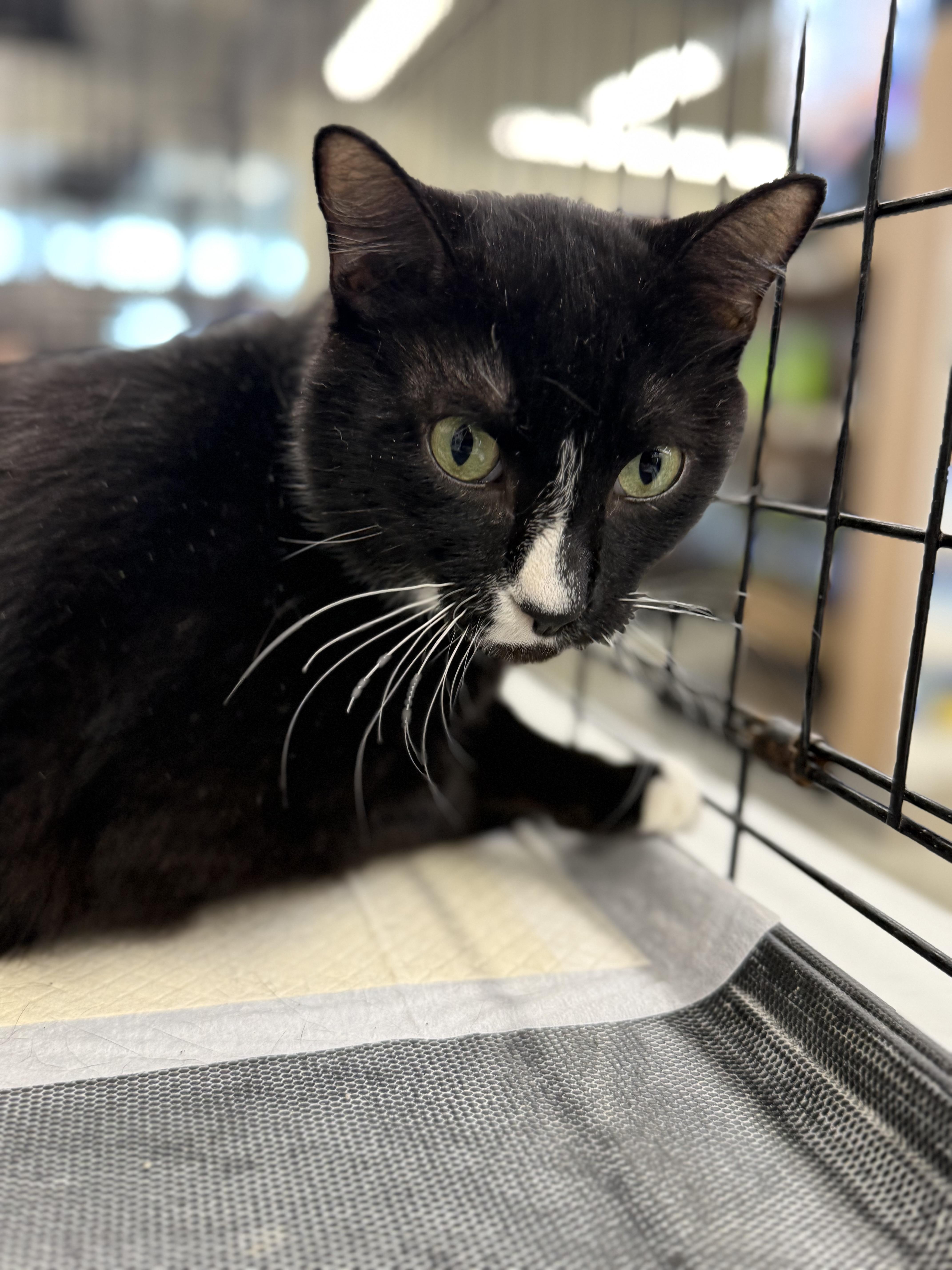 Enlarge Marion, a Adoptable Domestic Short Hair in Intercession city , FL image 5/6