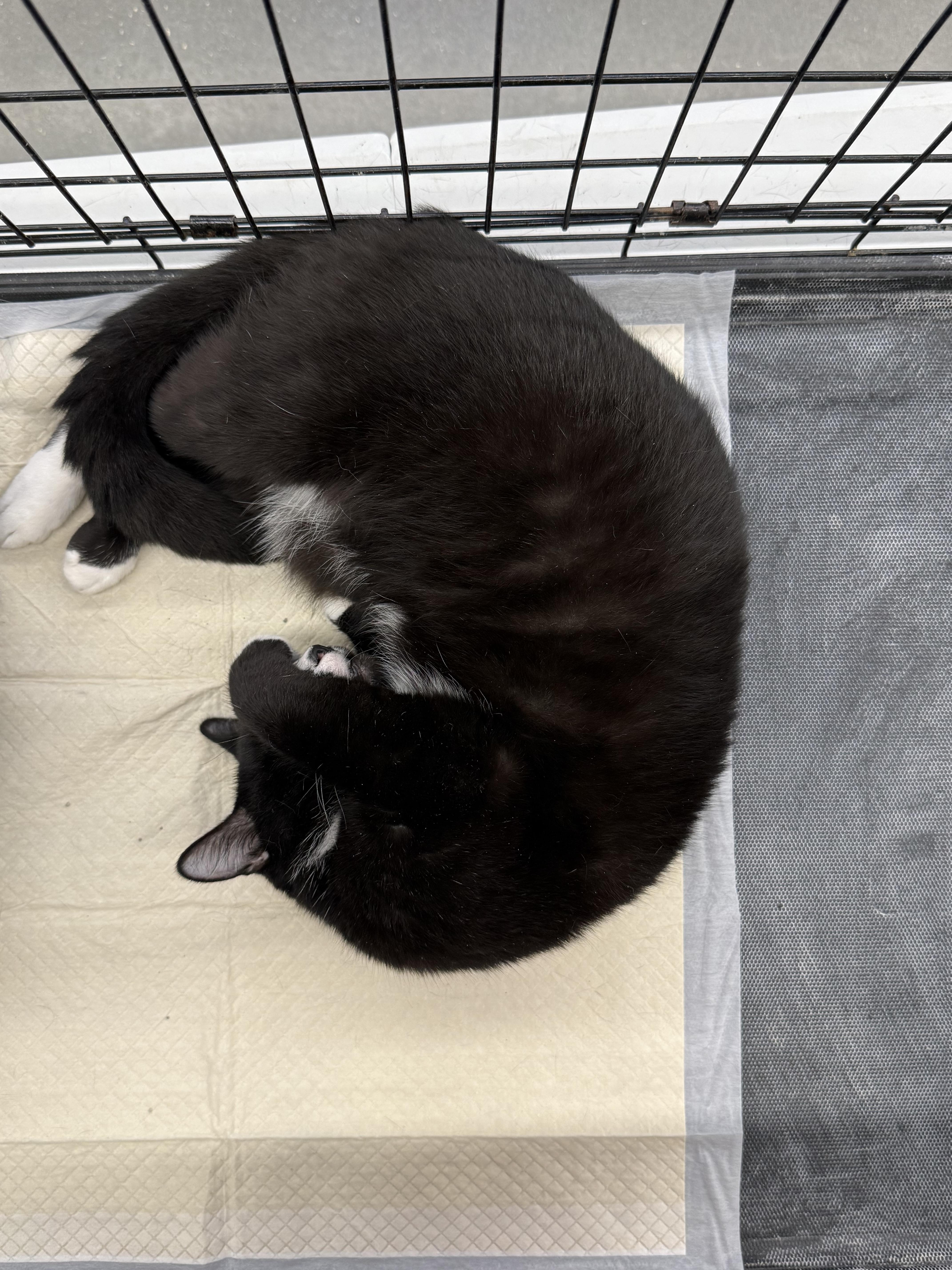 Marion, Adoptable, Adult Male Domestic Short Hair.
