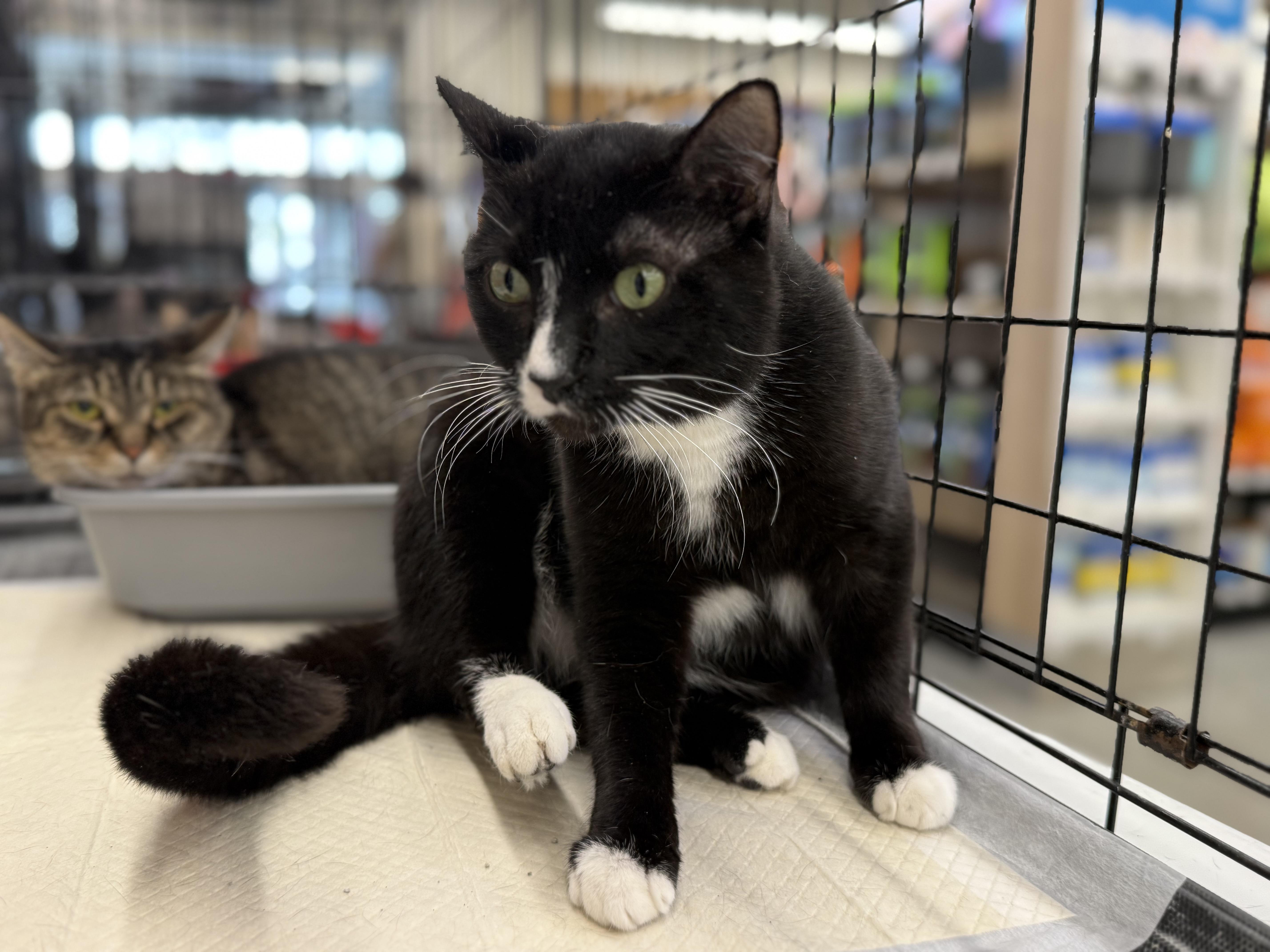 Enlarge Marion, a Adoptable Domestic Short Hair in Intercession city , FL image 4/6
