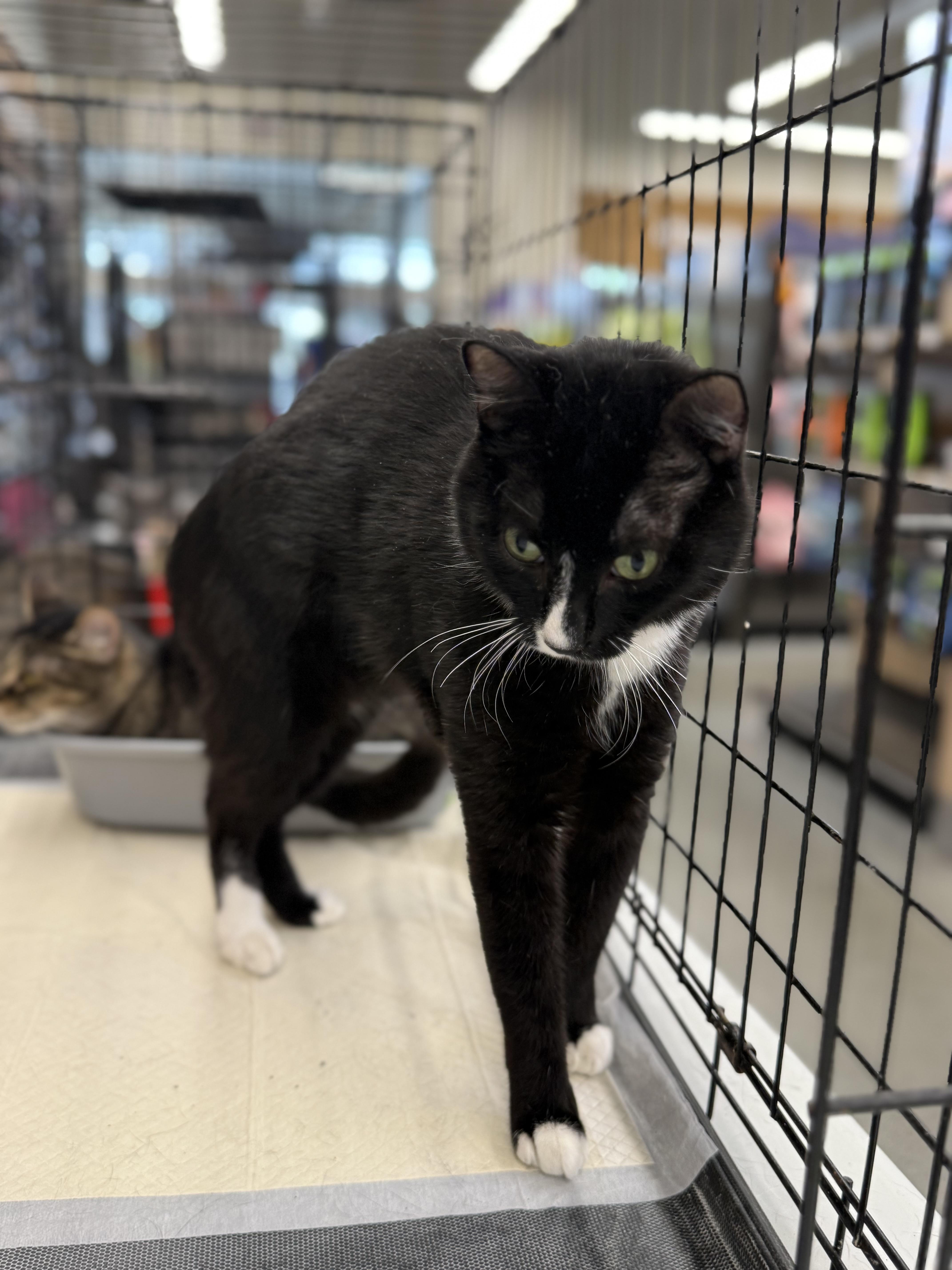 Enlarge Marion, a Adoptable Domestic Short Hair in Intercession city , FL image 2/6