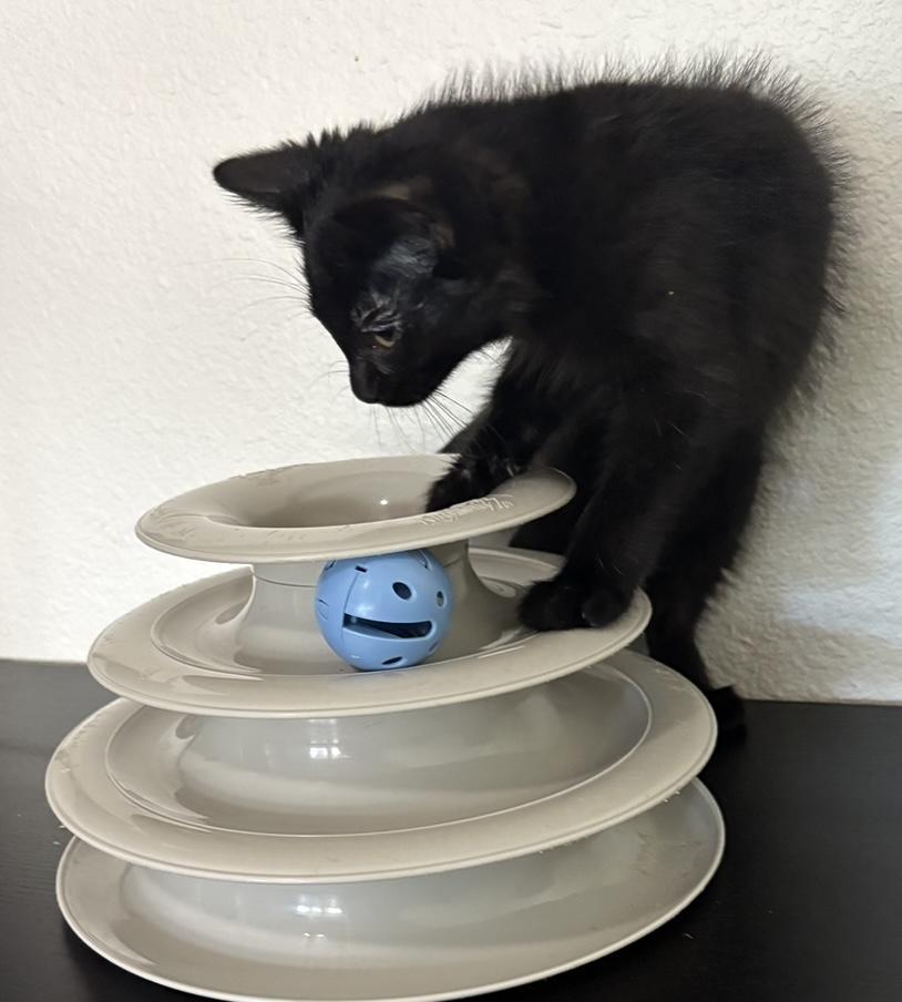 Enlarge Cocoa Puff, a Adoptable mixed breed in Ontario, OR image 1/2